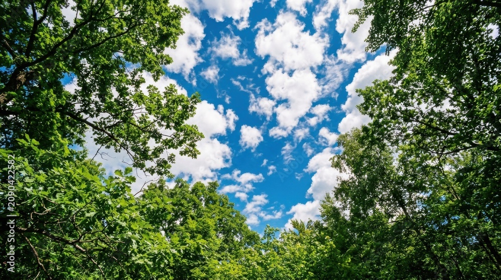 Fototapeta premium Lush Trees in Serene Blue Sky Framed by White Clouds - Nature Luxuriant