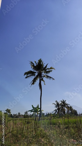 Tall Coconut Palm Tree Standing Against a Clear Blue Sky in Tropical Landscape