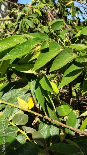 Yellow Butterfly Perched on Green Leaves in a Calm Forest Setting