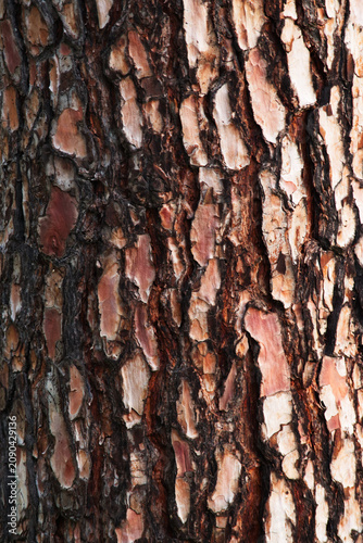 Closeup of Canary Island pine bark (Pinus canariensis)