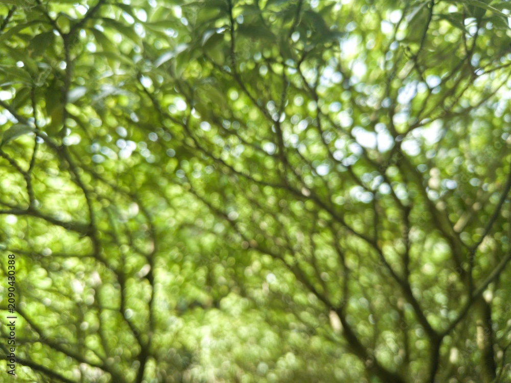 Fototapeta premium Beautiful cinematic abstract background of fresh green plant leaves with soft bokeh