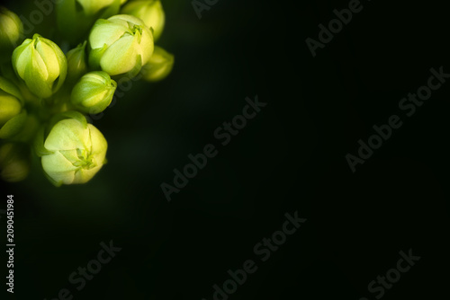 Quadro su tela Elegant green flower buds macro closeup on dark background with copy space templ
