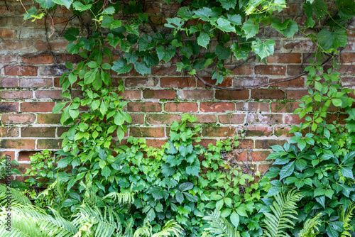 Full frame abstract texture background of green Boston ivy (parthenocissus tricuspidata) plant vines growing on a 19th century red brick wall. Also known as Japanese creeper.