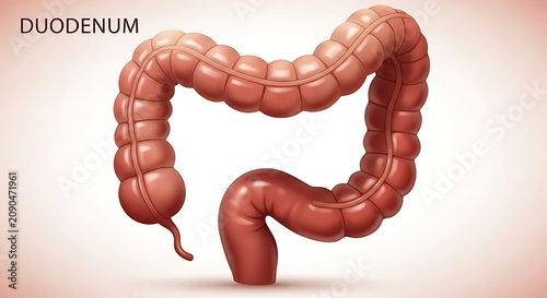 Human digestive system duodenum anatomy close up.