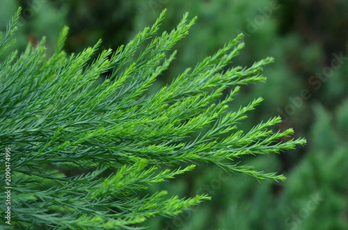 Japanese cedar or Cryptomeria japonica needle-like leaves. Closeup, outdoors . Growing evergreen conifer plants concept. 
