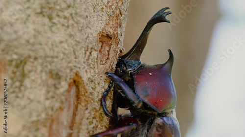 Extreme macro close up of a male Japanese rhinoceros beetle eating sap on a tree trunk, side profile view
