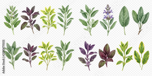 Photos Collection of fresh culinary herbs and spices, including sage, oregano, and basil, isolated on a white background