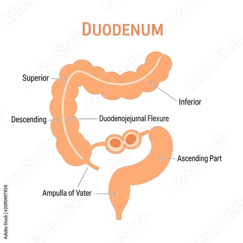 Anatomical diagram of the duodenum with labeled parts.