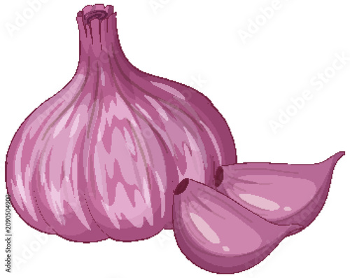 Purple Garlic Bulb and Cloves Vector Illustration on White Background