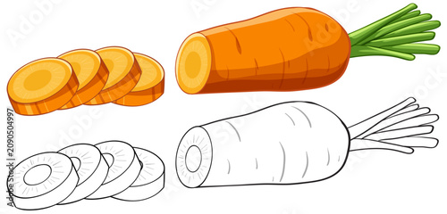 Vector Illustration of Sliced Orange Carrot and Line Art Version