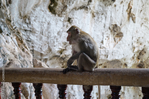 Photography A wild monkey sitting peacefully inside a natural cave, illuminated by soft ambient light