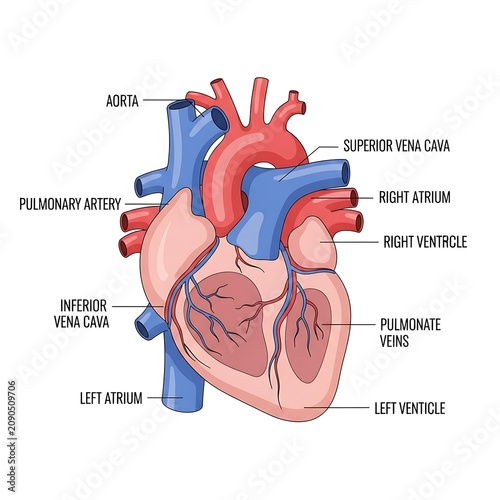 Human heart anatomy labeled diagram with blood flow.