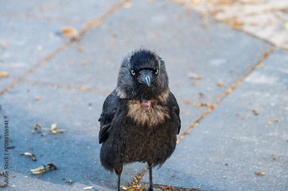 Fototapeta premium A grown-up jackdaw chick on the pavement of a city street.