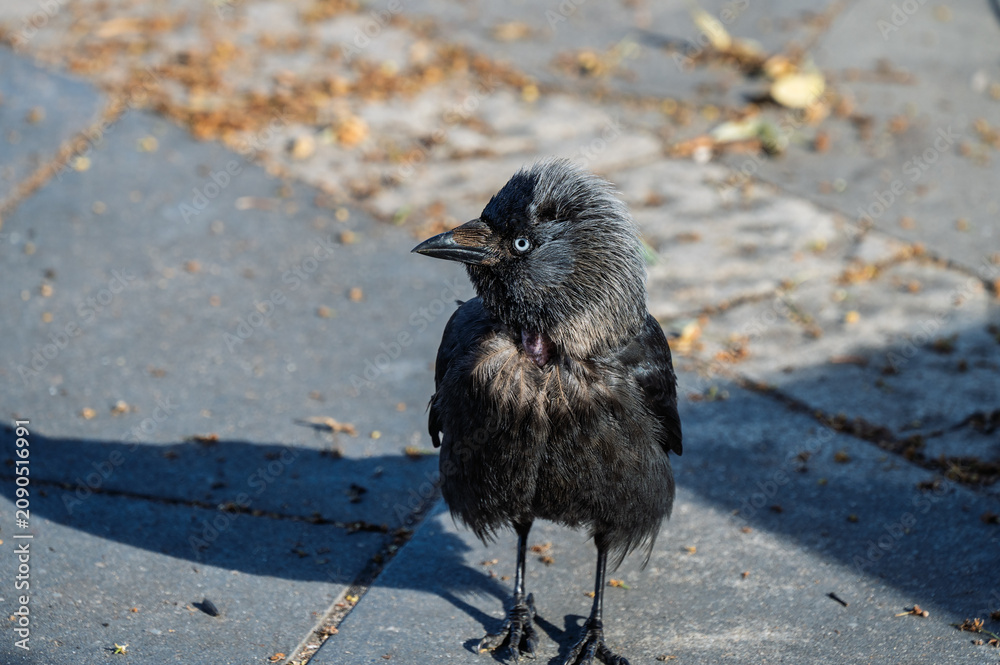 Fototapeta premium A grown-up jackdaw chick on the pavement of a city street.