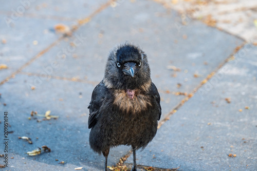 Obraz na plátně A grown-up jackdaw chick on the pavement of a city street.