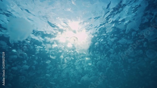 Numerous translucent jellyfish drift through blue ocean water beneath rippling surface, with bright sunlit glow above, soft haze, layered depth, and serene marine atmosphere from upward view