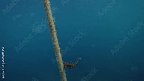Small seahorse grips rough vertical rope in clear blue water, surrounded by soft haze, suspended particles, muted tan texture, and calm marine atmosphere with isolated wildlife focus