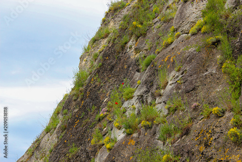 A steep cliff face covered with grass and lichen. Poppies in bloom. Blue sky with clouds in the background.