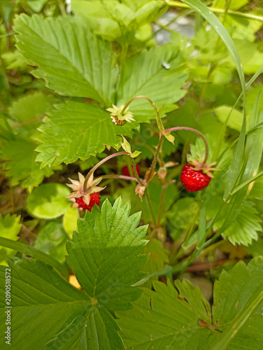 A close-up view of a bright red berry among green leaves. wild strawberry, Fragaria vesca