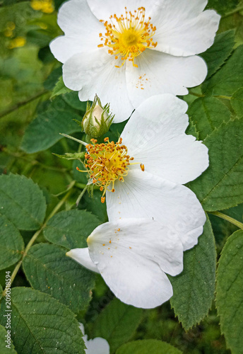 Close-up view of a flower with white petals and an orange heart against a background of green leaves. Rosaceae, Rosa arvensis