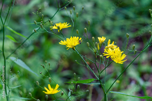 Several flowers with yellow petals and green leaves on a thin stem. A small insect collects nectar. Blurred grass in the background. Cat's Ear, Hypochaeris radicata