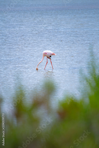 Beautiful nature scene of a pink flamingo bird on a water swamp in Delta de l'Ebre, Catalonia