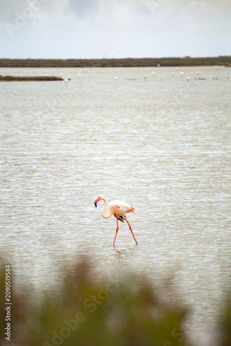 Beautiful nature scene of a pink flamingo bird on a water swamp in Delta de l'Ebre, Catalonia
