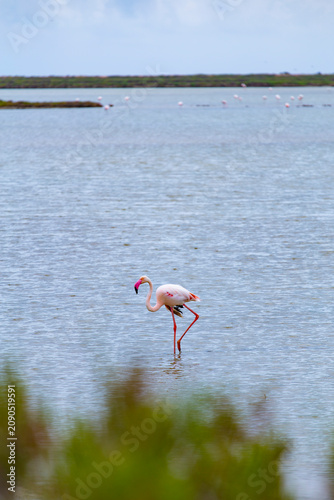 Beautiful nature scene of a pink flamingo bird on a water swamp in Delta de l'Ebre, Catalonia