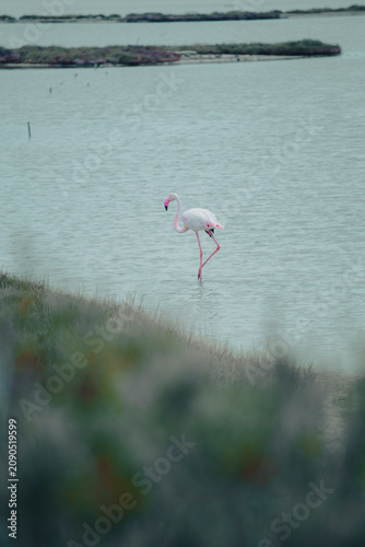 Beautiful nature scene of a pink flamingo bird on a water swamp in Delta de l'Ebre, Catalonia