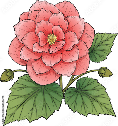 Vintage botanical begonia flower vector illustration, blooming pink camellia with green leaves, hand drawn floral element for wedding stationery