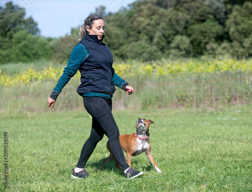 staffordshire bull terrier training