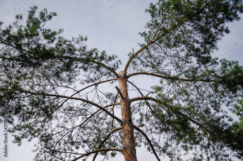 A pine tree with its top cut off so it wouldn't touch the wires against the sky