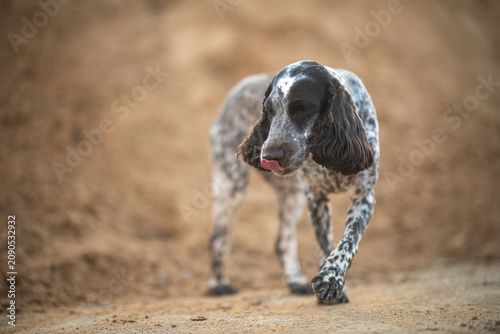 Photos English cocker spaniel dog walking on sandy background, licking its nose, spotted hunting dog