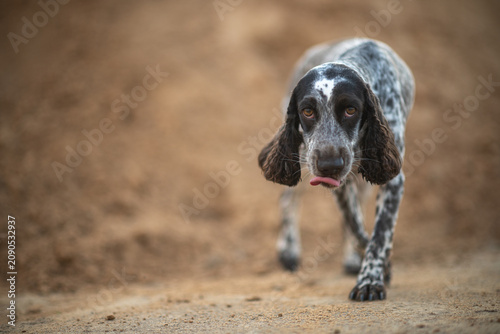 Canvastavla English cocker spaniel dog walking on sandy background, licking its nose, spotted hunting dog