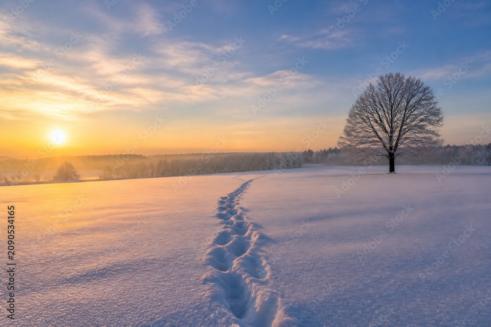 Naklejka premium A solitary tree stands in a vast, snow-covered field with footprints leading toward it during a sunrise.