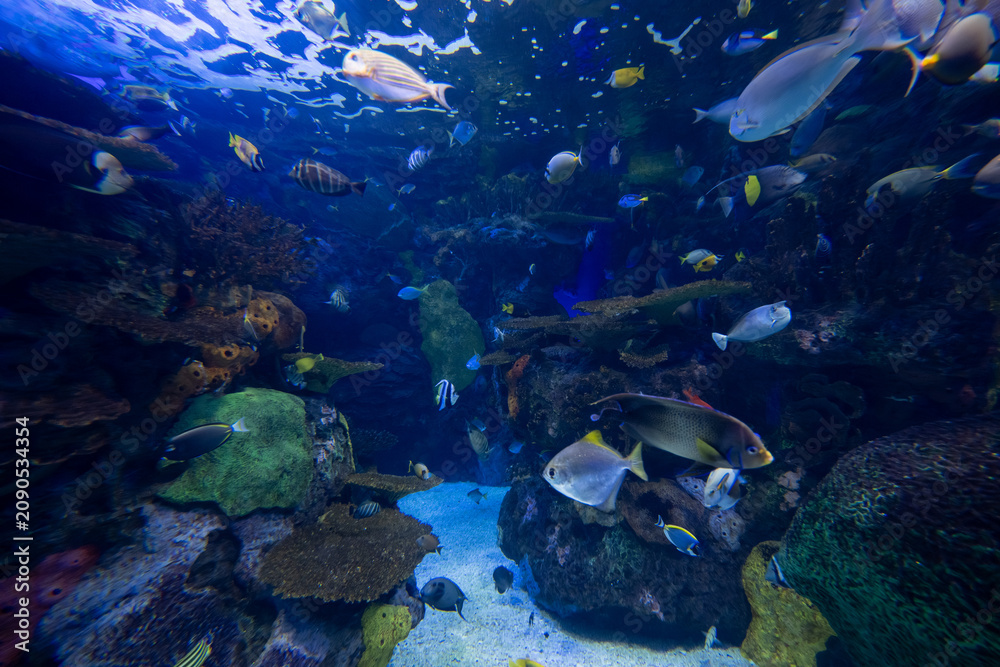 Obraz premium View of tropical fish swimming in colorful aquarium habitat.