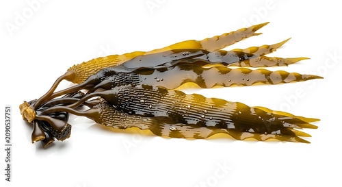 Glossy Brown Kelp Seaweed Strand Arranged on White Background