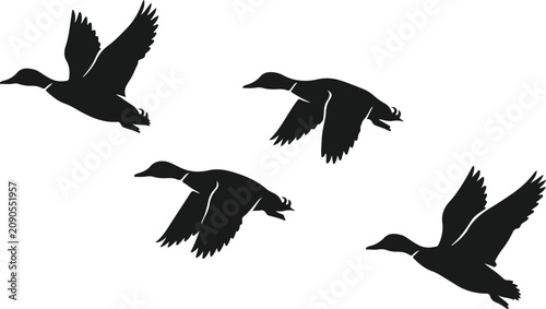 Bild auf Leinwand Silhouette of a flock of ducks flying isolated on white background