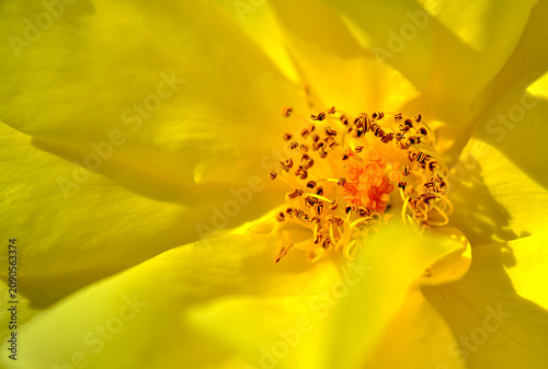 yellow rose macro closeup flower