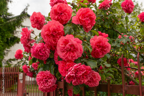 Abundant clusters of vivid pink climbing roses (Rosa × hybrida) blooming on a residential garden fence. Dense flowering ornamental shrub with lush foliage creating a colorful summer floral background 