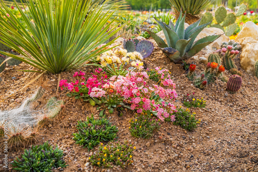 Fototapeta premium Succulents and drought tolerant low water plants in a garden