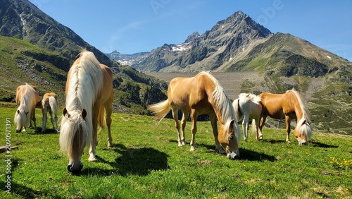 Foto Haflingerherde auf Tiroler Almweide