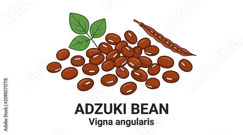 Colorful vector illustration depicting a pile of healthy adzuki beans, complete with a fresh green leaf and an intact bean pod, representing natural food ingredients