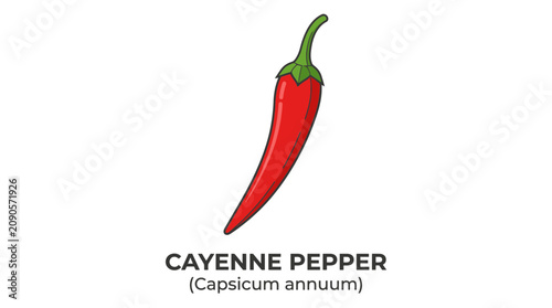 Vibrant red cayenne pepper illustration, a hot and spicy culinary ingredient, perfect for seasoning and adding intense flavor to various dishes and recipes, isolated vector