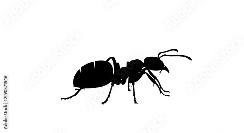 Tableau sur toile Ant Silhouette On White Background Insect Form In Black