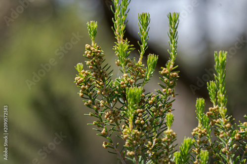 Canvastavla Close-up of Erica scoparia branches with flower buds in Mediterranean scrubland of Los Alcornocales Natural Park, Cadiz, southern Spain