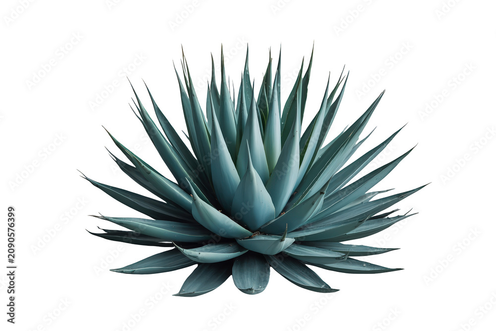 Fototapeta premium Blue agave plant with thick succulent leaves, growing in arid desert conditions, isolated with transparent background