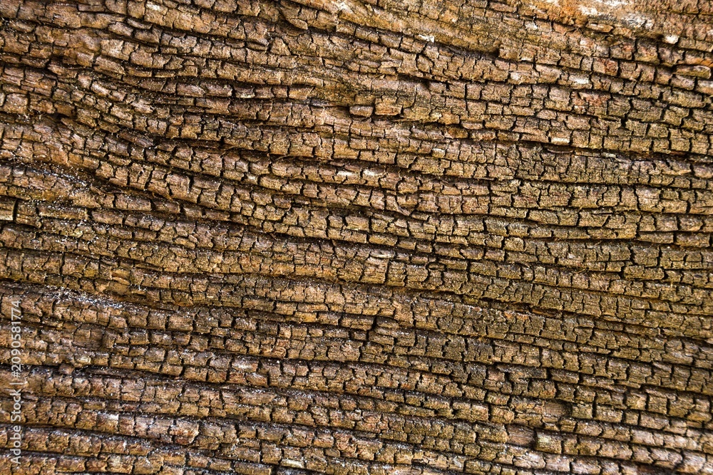 Fototapeta premium Close Up Texture of Weathered Tree Bark Pattern.