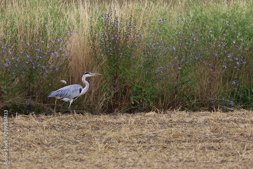 Foto Grey Heron foraging in stubble field near wild chicory