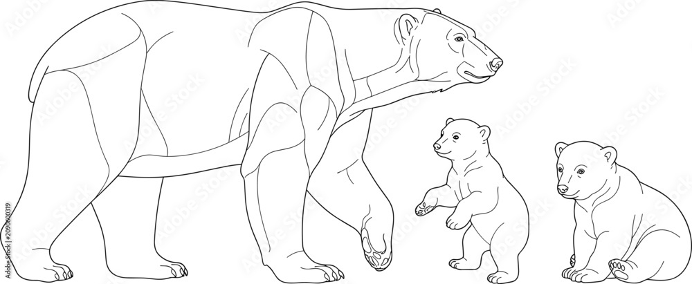 Fototapeta premium Polar bear mother and two cute baby cubs line art vector illustration for children's coloring page